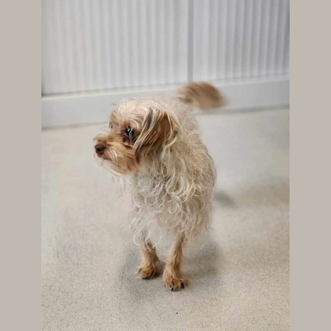 Photo of 🥐 Sandy 6064 🥐