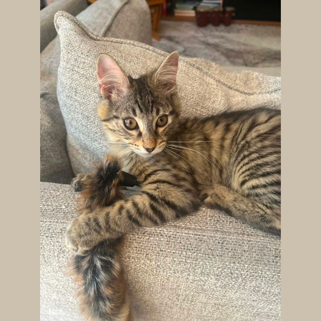 Photo of Star & Silver