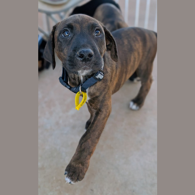 Photo of Cora