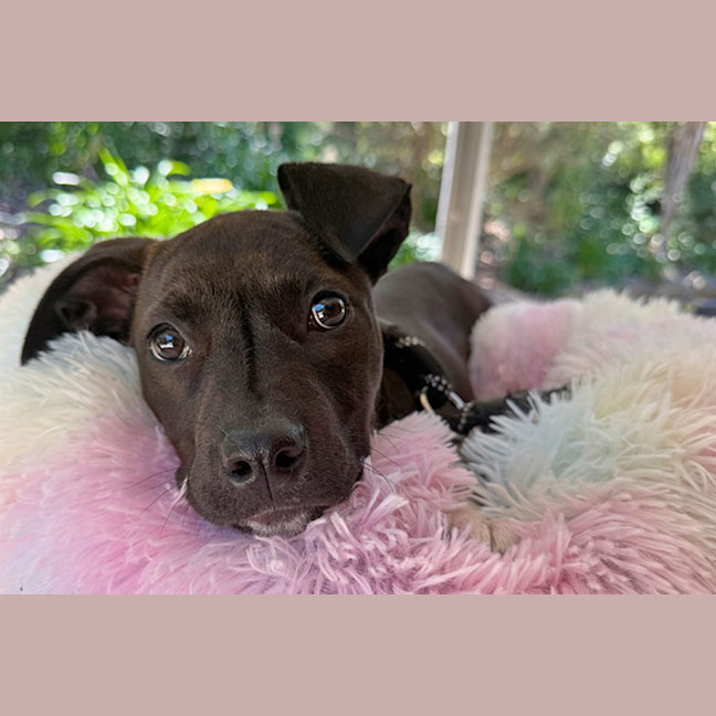 Photo of Pixie