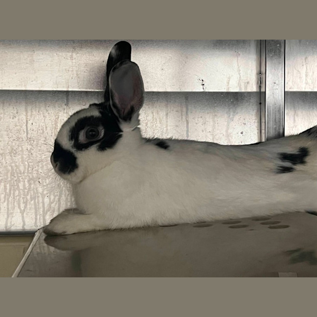 Photo of Bessie *Meet Me At Petstock Milperra*