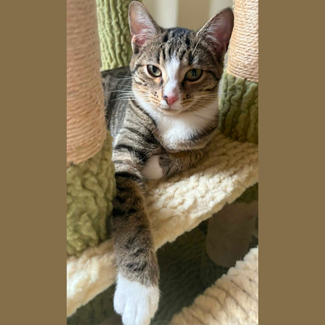 Photo of Donner *9 Lives Project Rescue*