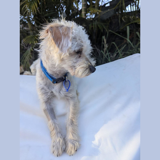 Photo of Bear   11 Month Old Maltese X