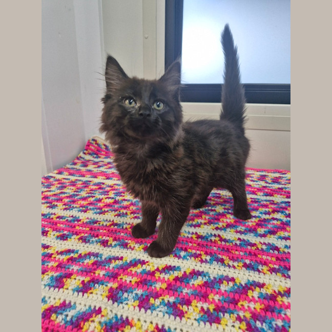 Photo of Sarah   Petstock Invermay