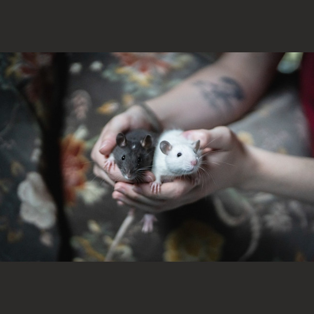 Photo of Seagull And Roach