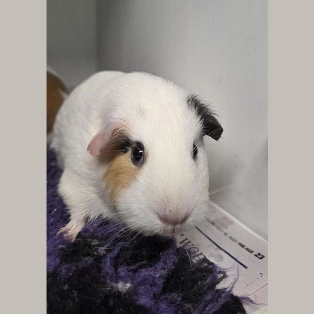 Photo of Cinnamon (Bonded With Crispy)