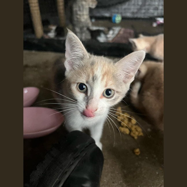 Photo of Nala