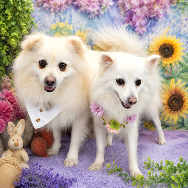 Photo of Winter & Spring