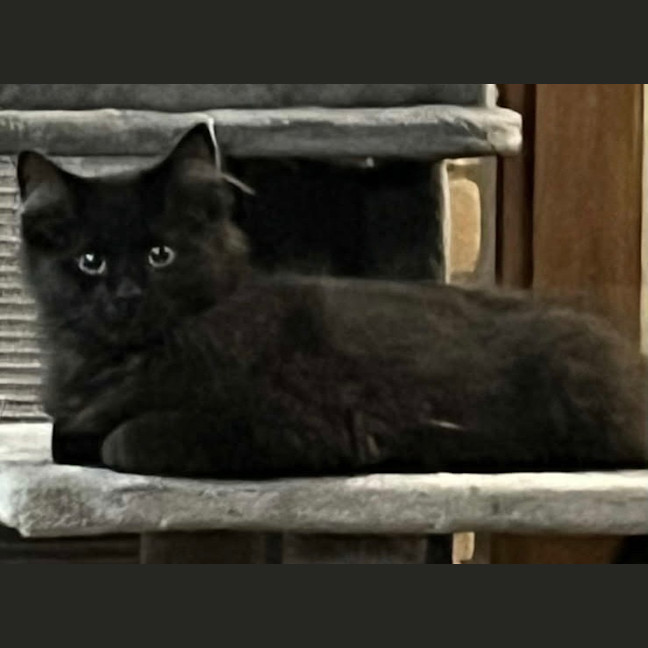 Photo of Liquorice Six