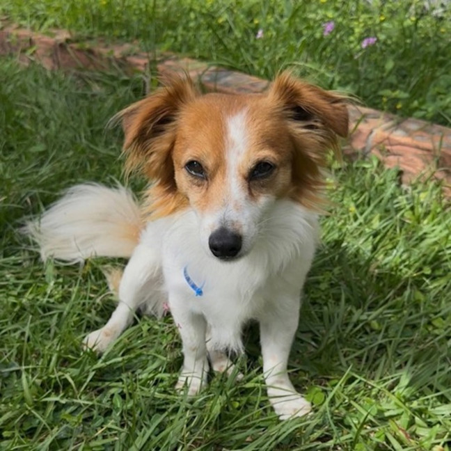Photo of Jax 
