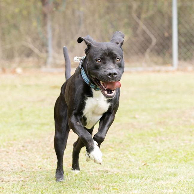 Photo of Taz