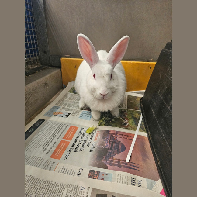 Photo of Fluffy
