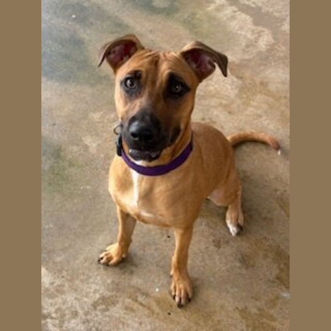 Photo of Scooby