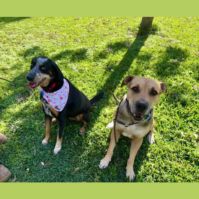 Photo of Luxi *$250 Adoption Fee*