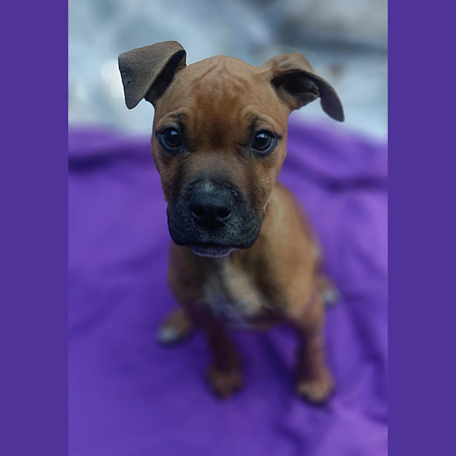 Photo of Gunner