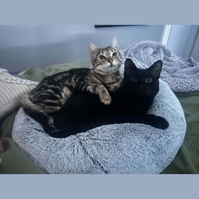 Photo of Crackle