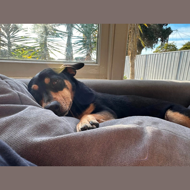 Photo of Tessa 💝 4 Year Old Dachshund X