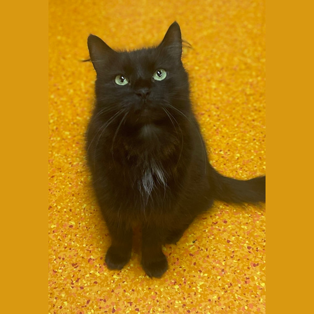 Photo of Mystique