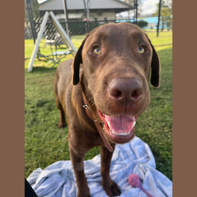 Photo of Bear