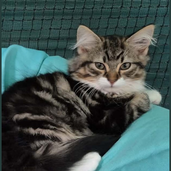 Photo of Ren **2nd Chance Cat Rescue **