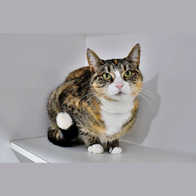 Photo of Kit Kat
