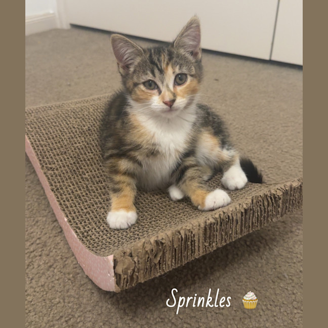 Photo of Sprinkles