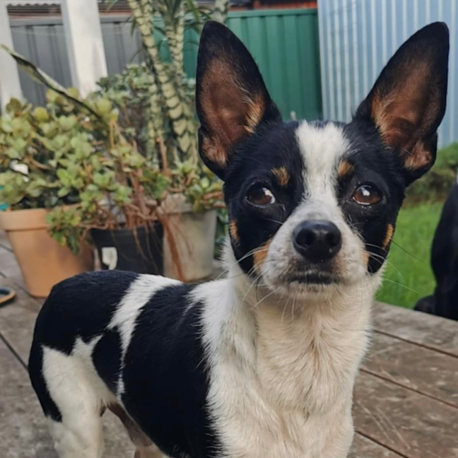 Photo of Oreo 🎾
