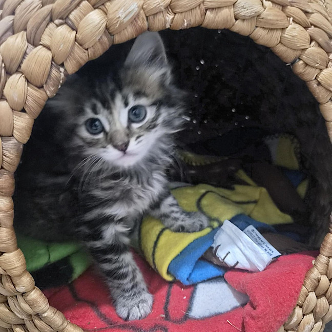 Photo of Taffy