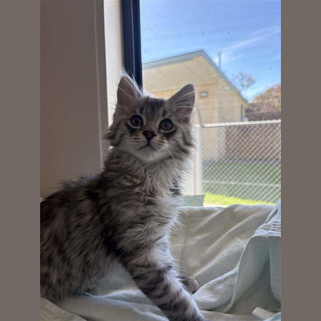 Photo of Milo
