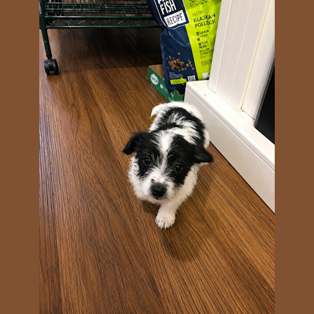Photo of Pip