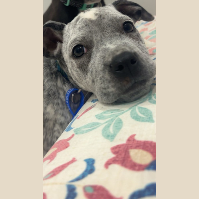 Photo of Scottie   8 Week Old Cattle Dog X