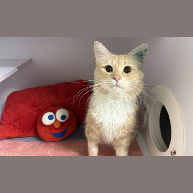 Photo of Cheddar