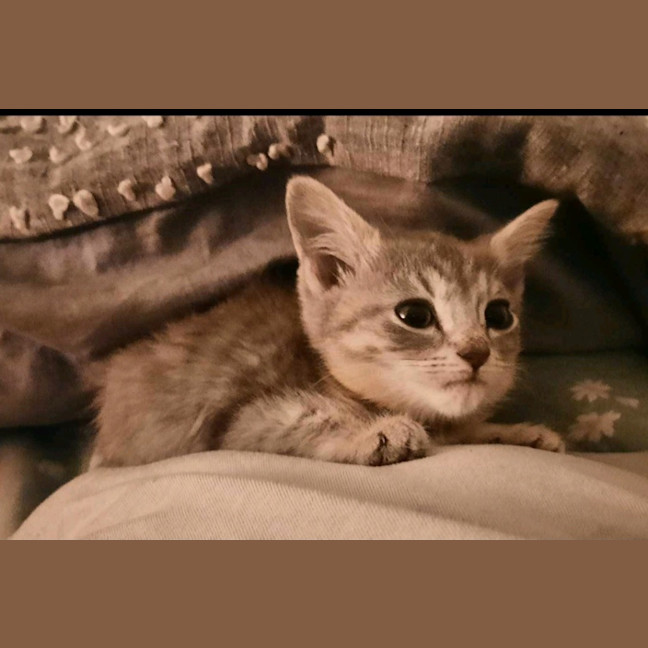 Photo of Birdie (K45)