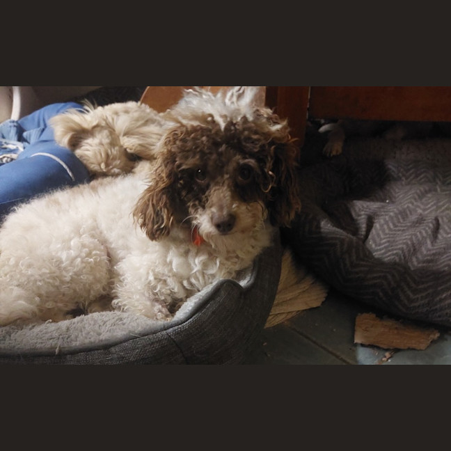 Photo of Alfi