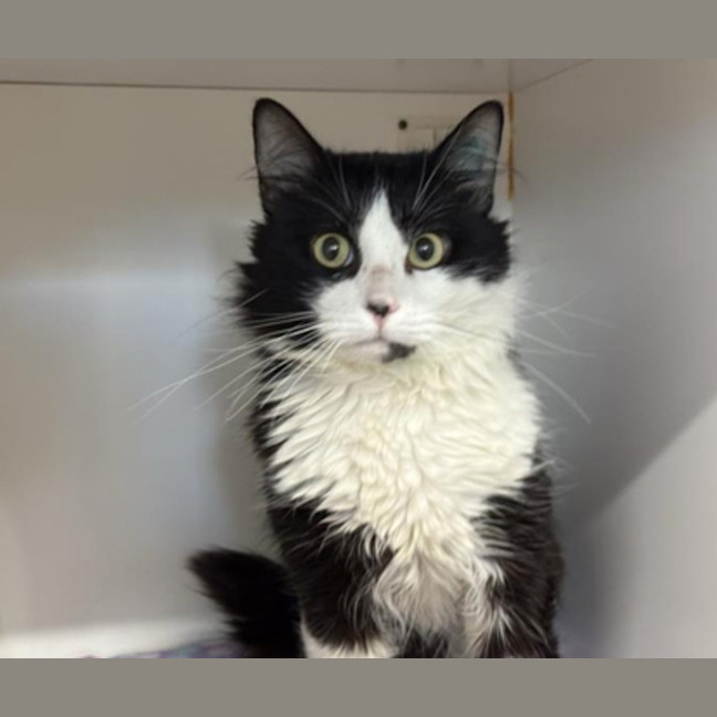 Photo of Figaro