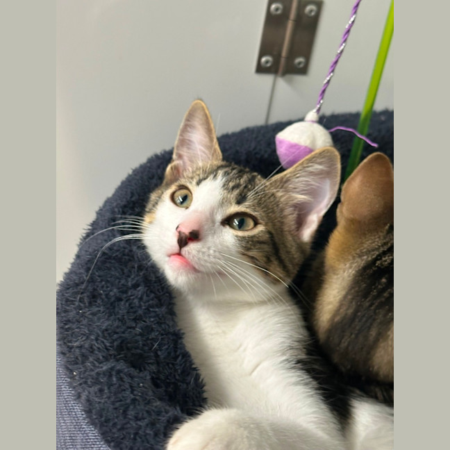 Photo of Ekko 🧶🐈