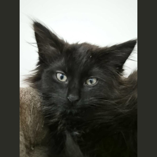 Photo of Espresso