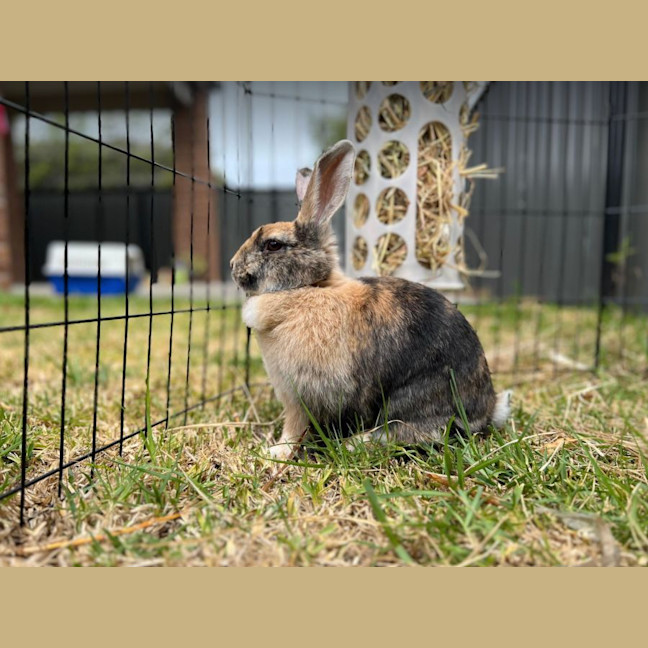 Photo of Hopper Melbourne