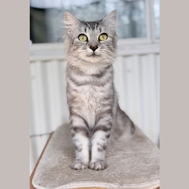 Photo of Kiwi