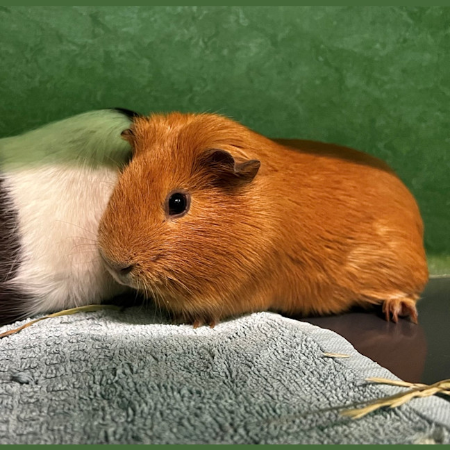 Photo of Buzz (Bonded To Bell)