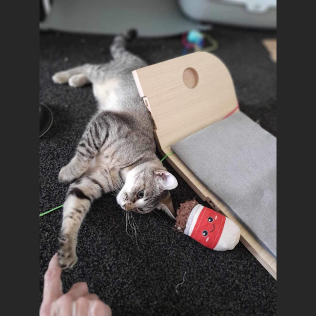 Photo of Twila Meet Me@Petstock Dandenong Store