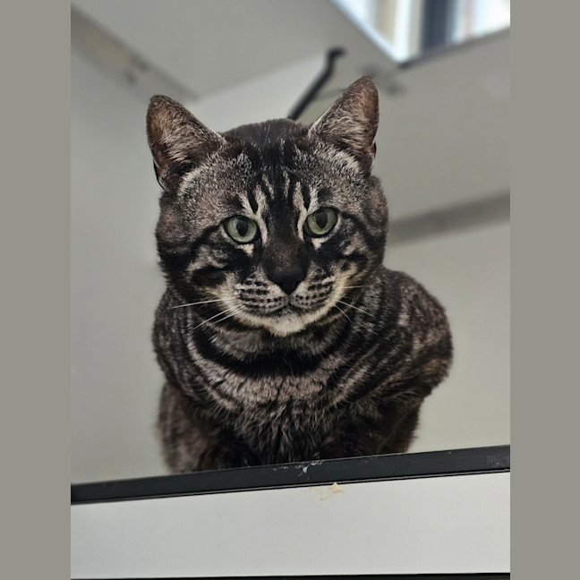 Photo of Pawssonova