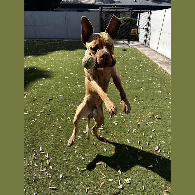 Photo of Milo