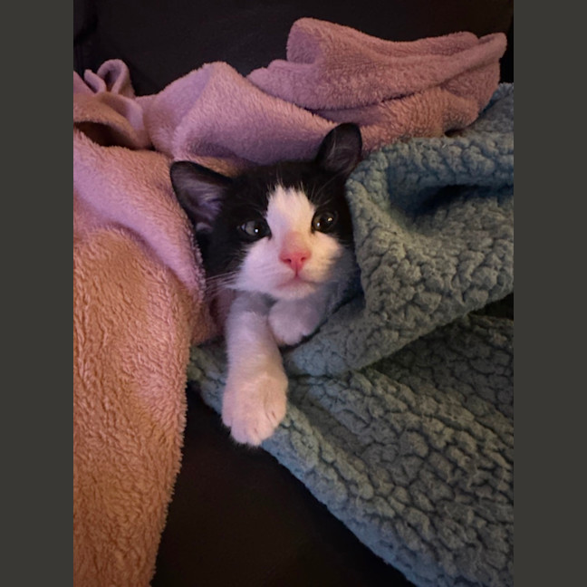 Photo of Moo