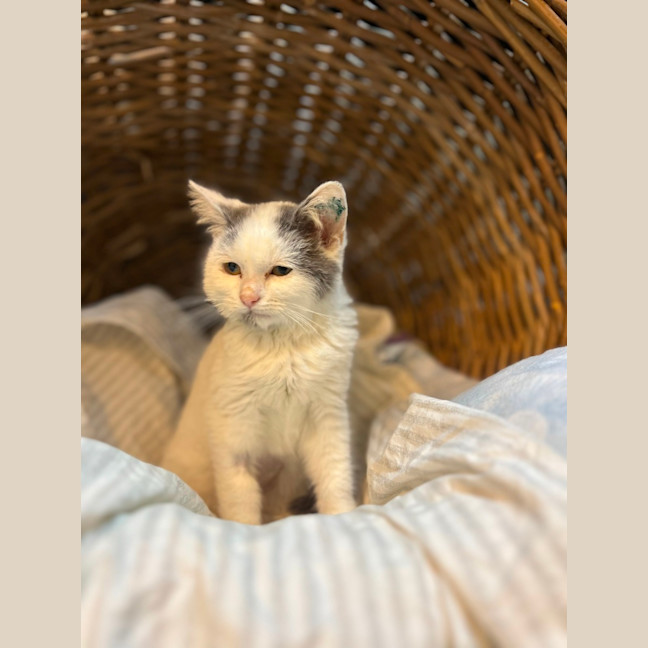 Photo of Bunny
