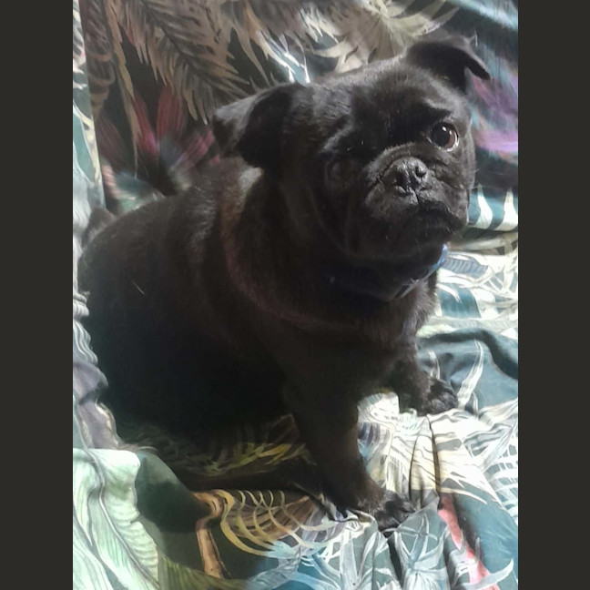 Photo of Opal