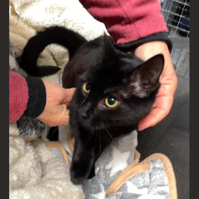 Photo of Chestnut ** 2nd Chance Cat Rescue **