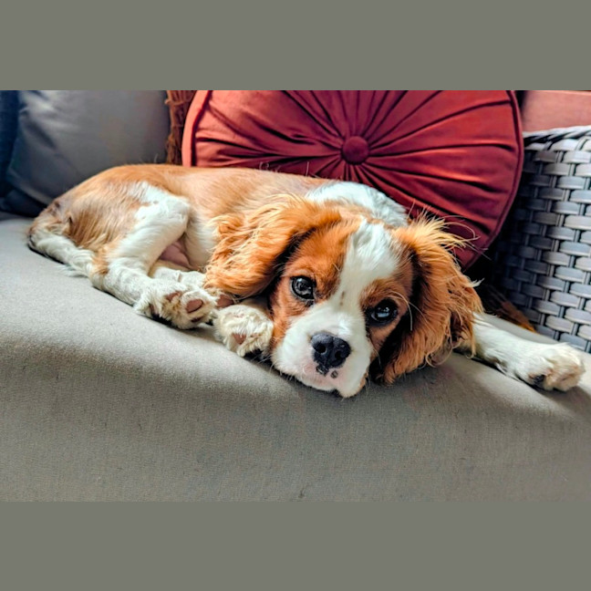 Photo of Reggie