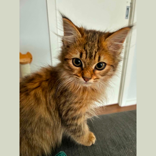 Tigerlily - Female Domestic Medium Hair (DMH) Cat in VIC - PetRescue