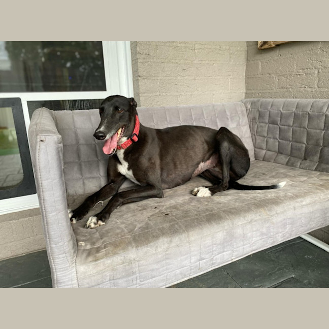 Photo of Dashi, The Greyhound